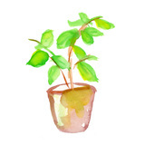 観葉植物_コピー